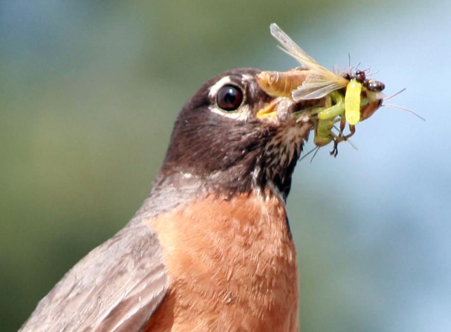 American robin - Wikipedia