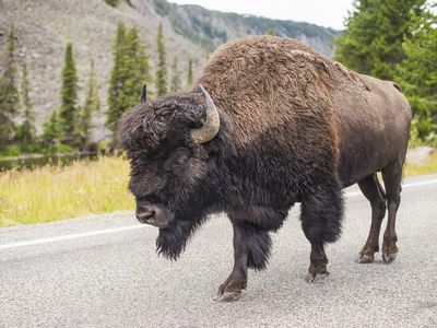 A bison walking on a road in Yellowstone National Park in Wyoming.&nbsp;