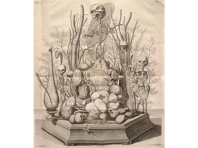 This dioarama, which used actual human remains, is another example of the ways Ruysch used bodies to make art.