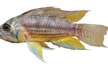 Amazon Fish