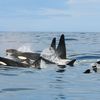 Why Do Pilot Whales Chase Killer Whales Near Iceland? icon