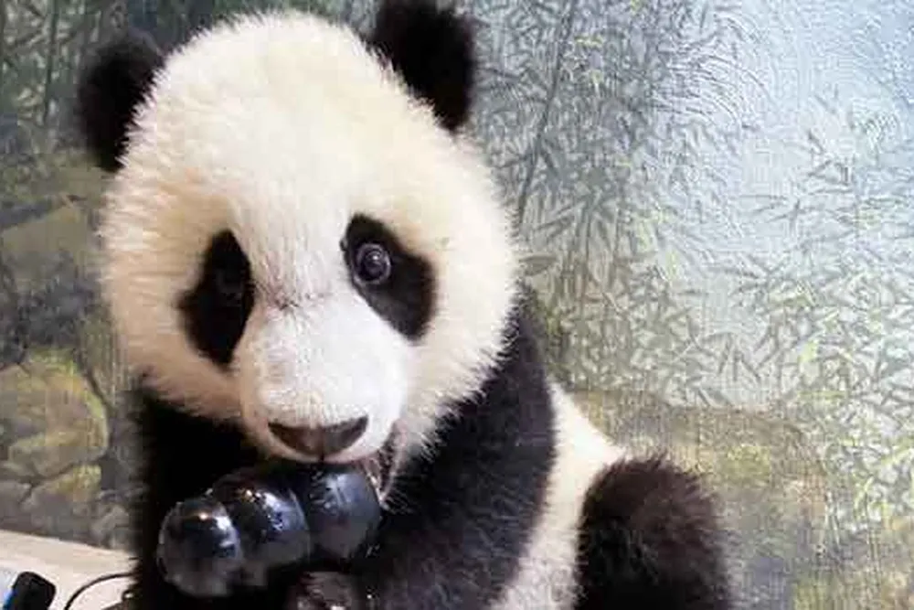 Baby panda (longform mobile)
