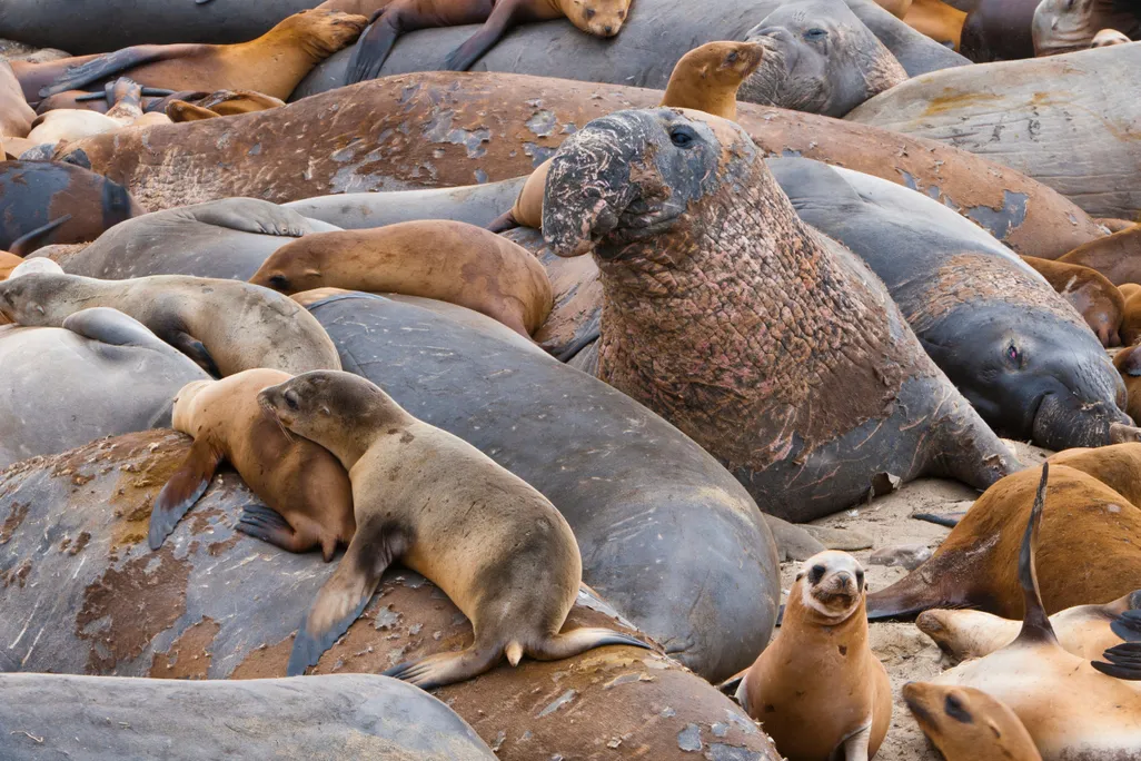 seals