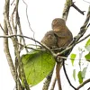 They're Adorable. And Endangered. Meet the World's Smallest Monkey: the Pygmy Marmoset icon