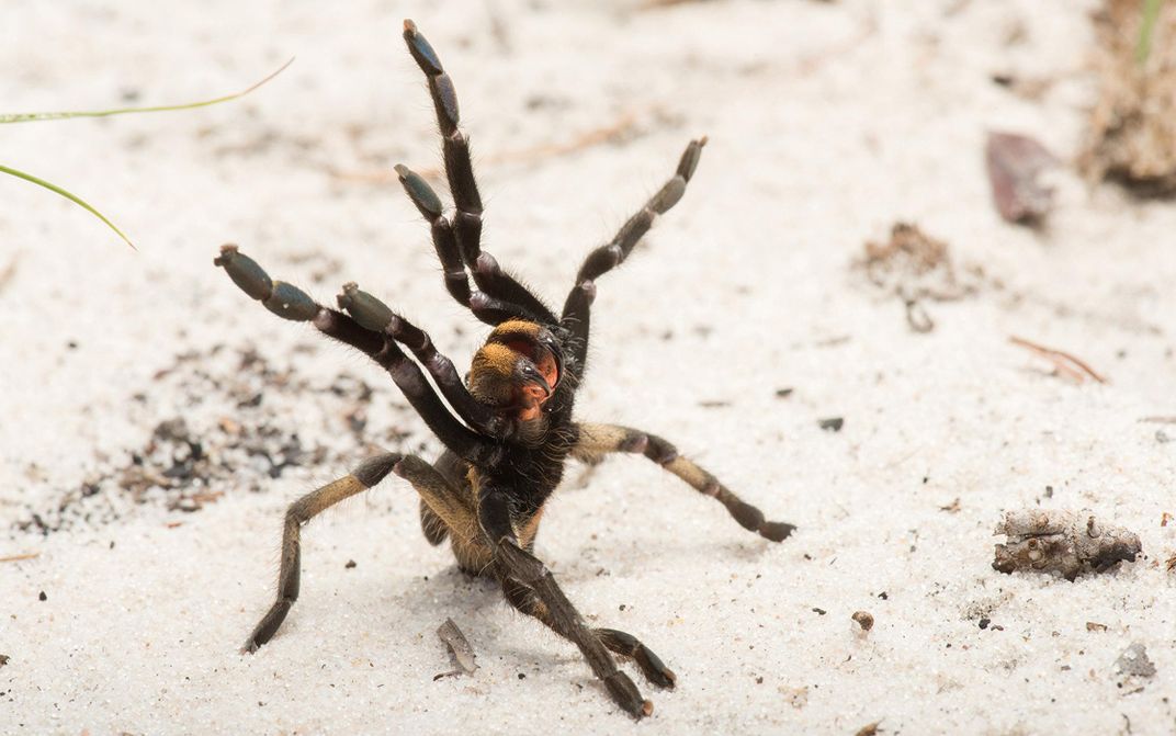 This Tarantula Species Has a Weird, Deflated Horn on Its Back