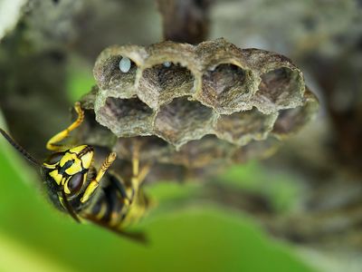 A common wasp with the colony's brood comb in Germany.