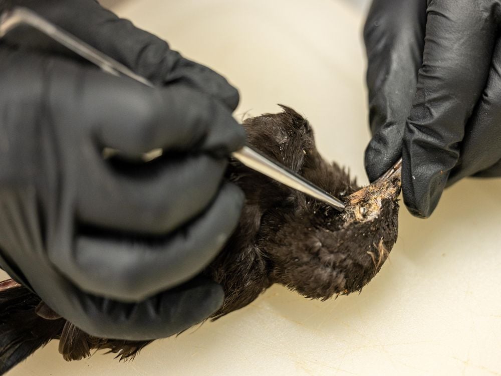Two hands wearing black rubber gloves inspect European starling carcass at Kentucky Department of Fish and Wildlife Resources headquarters