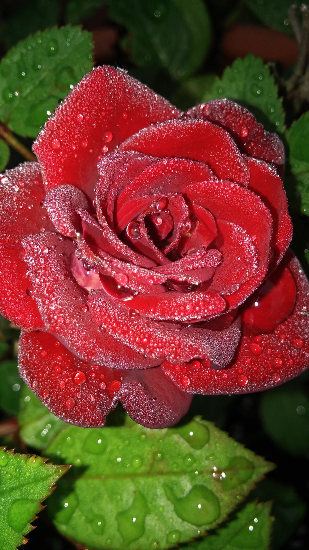 dew kissed rose Smithsonian Photo Contest Smithsonian Magazine