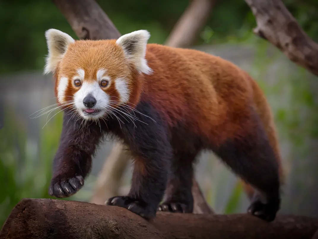 Image of a red panda, a racoon-like animal, walking along a tree branch