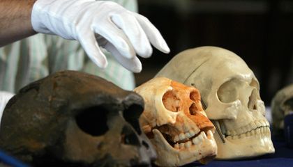 HOBBIT ANCESTORS PROBABLY NOT AS CLEVER AS WE THOUGHT