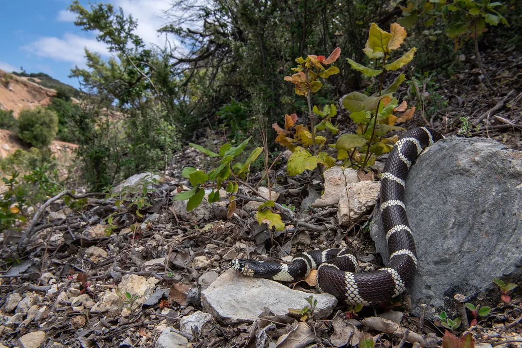 California Kingsnake