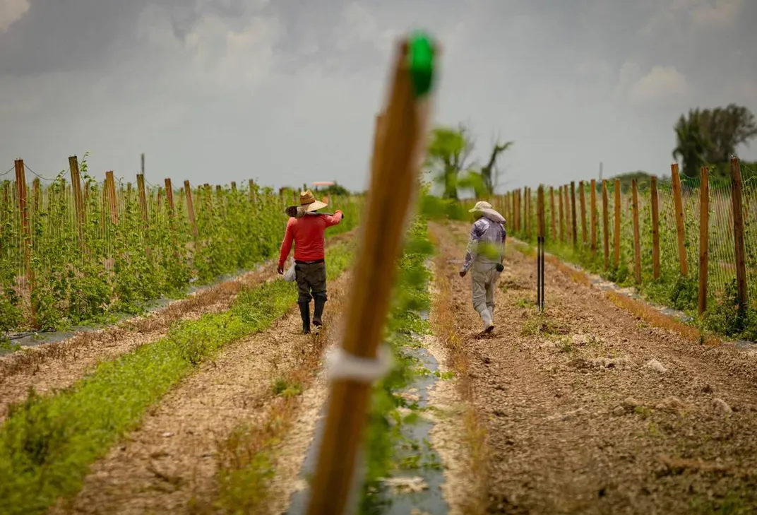 Farm workers in Homestead, Florida, tend to crops on August 21, 2023.
