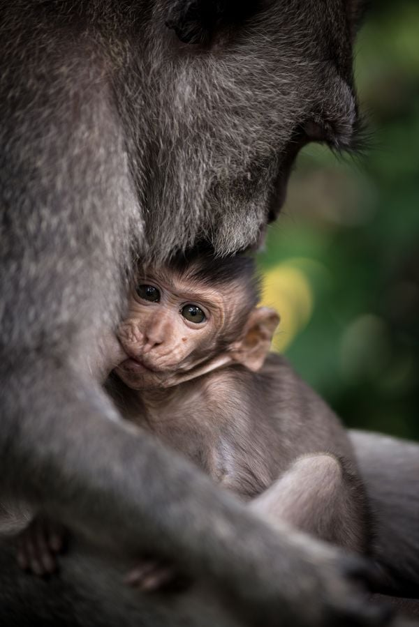 Baby monkey being breastfed in Mount Batur Volcano, Bali thumbnail
