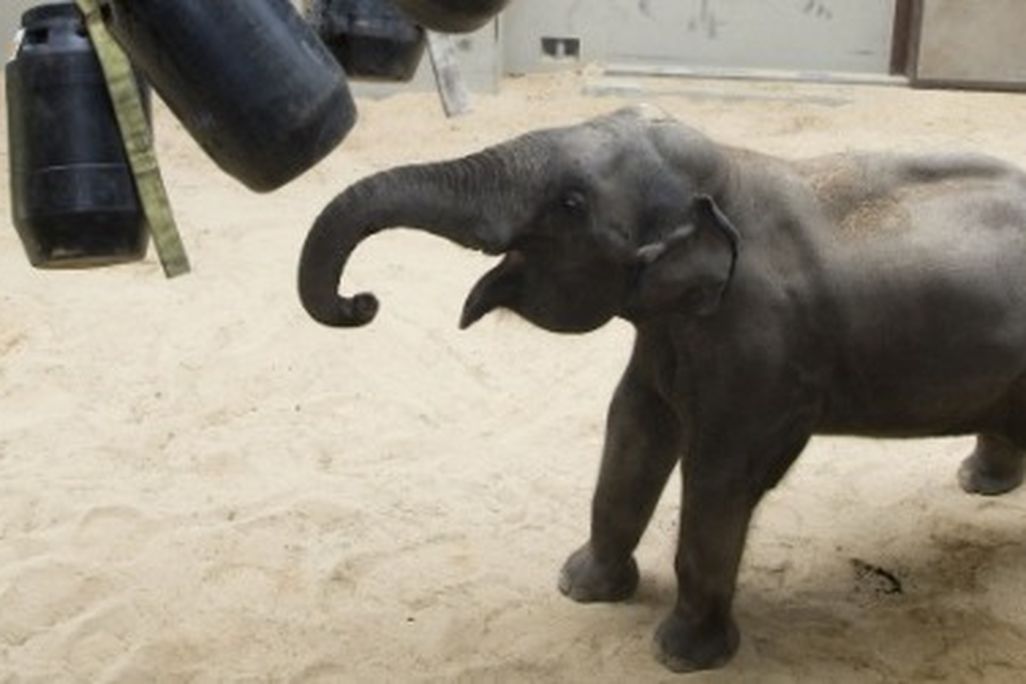Kandula, the zoo's resident genius, plays with enrichment items