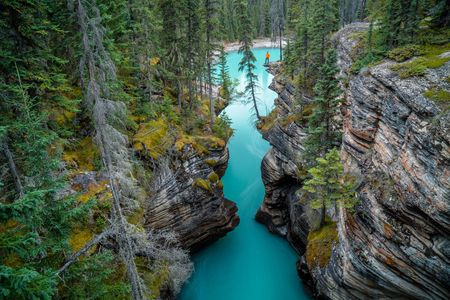 A man overlooks a canyon, filled with glacial meltwater from the surrounding mountains, near Athabasca Falls.