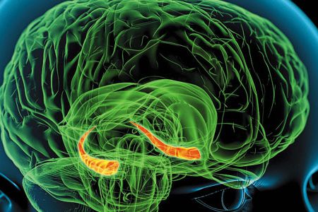 Memories are stored in a region of the brain called the hippocampus, shown in red in this computer illustration.