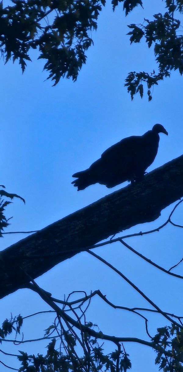 The Creepy Turkey Buzzard of Dusk thumbnail