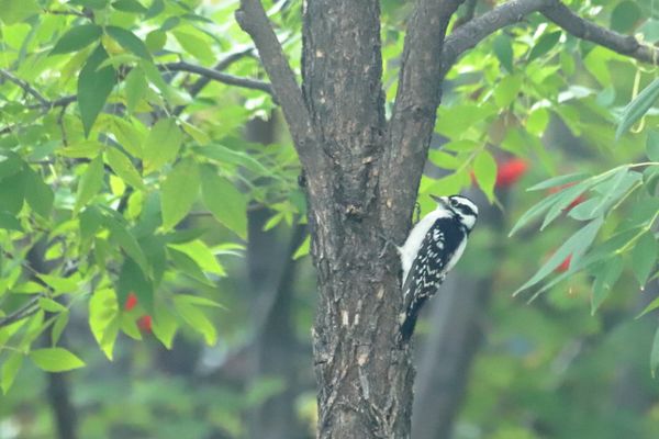 Smallest Colorado woodpecker thumbnail