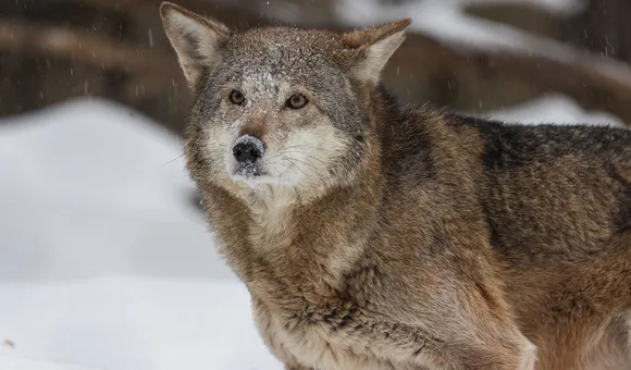 A red wolf in the snow