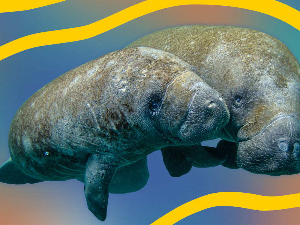 manatee.png