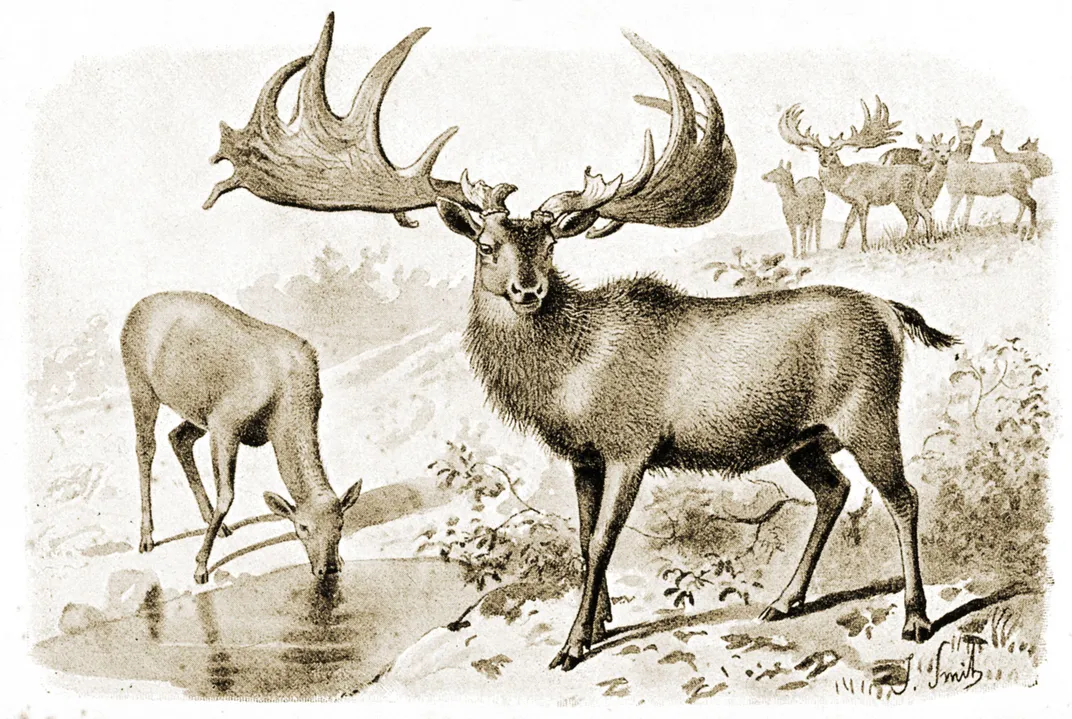 Biggest. Antlers. Ever. Meet the Irish Elk | At the Smithsonian|  Smithsonian Magazine