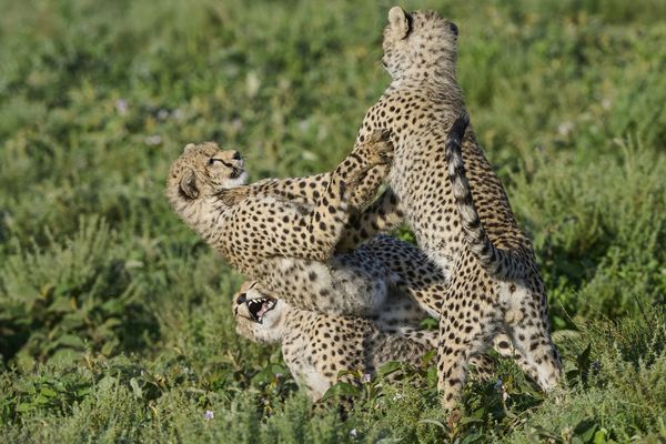 Three cheetah siblings sparring thumbnail