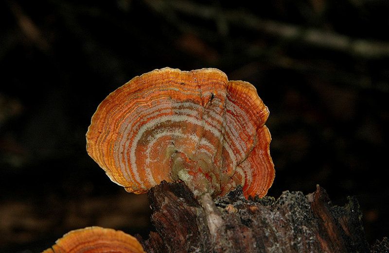 A fungus on a cypress stump with sunlight backlighting in a florida