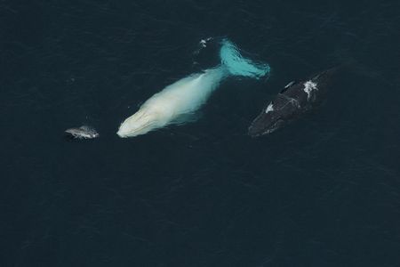Migaloo and a companion in 2005.