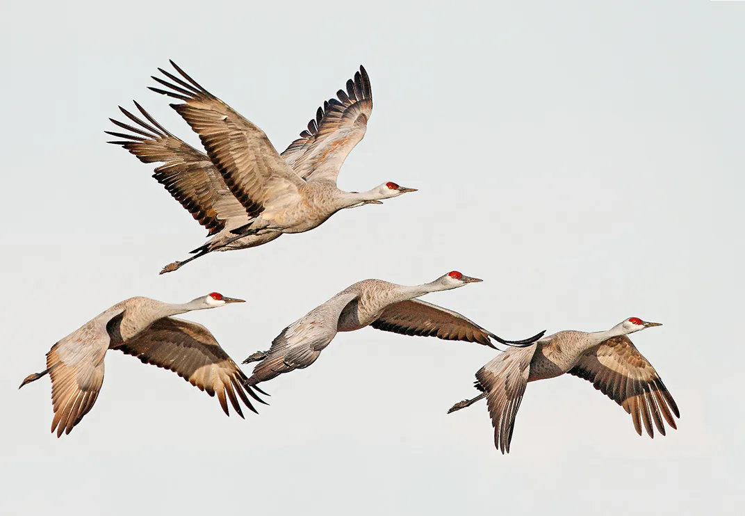 500,000 Cranes Are Headed for Nebraska in One of Earth's Greatest