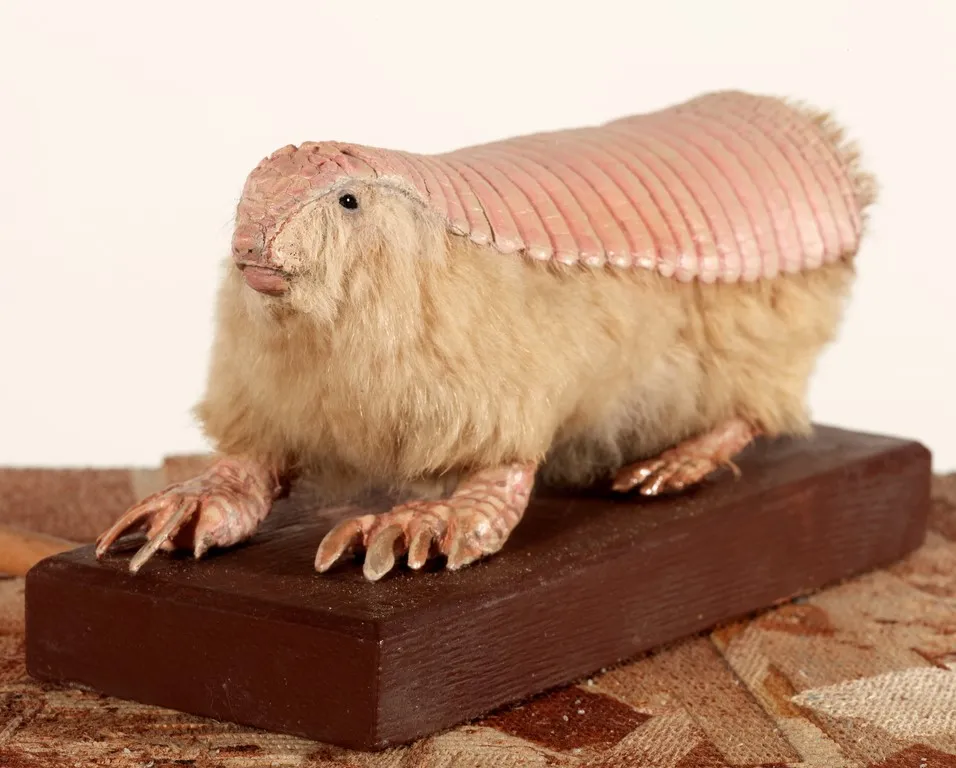 Taxidermied pink armadillo on a wooden pedestal