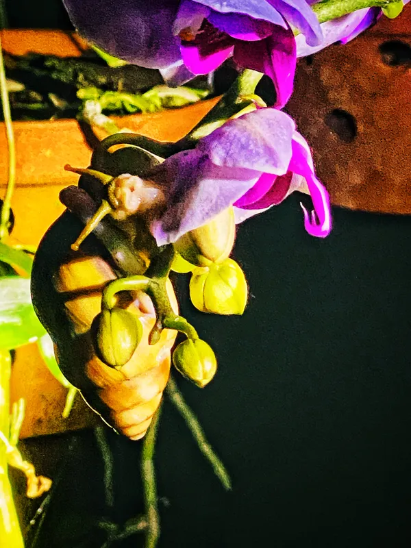 The Land Snail on the Orchid pot. thumbnail