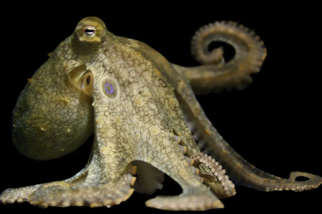 Yellow-tan octopus with darker colored webbing