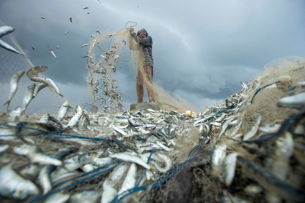 folds of net and fish in front of fisherman