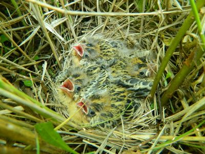 Young grassland birds don't rush their final nest exit. They instead stick around as long as possible to gobble up as much food as they can stomach.