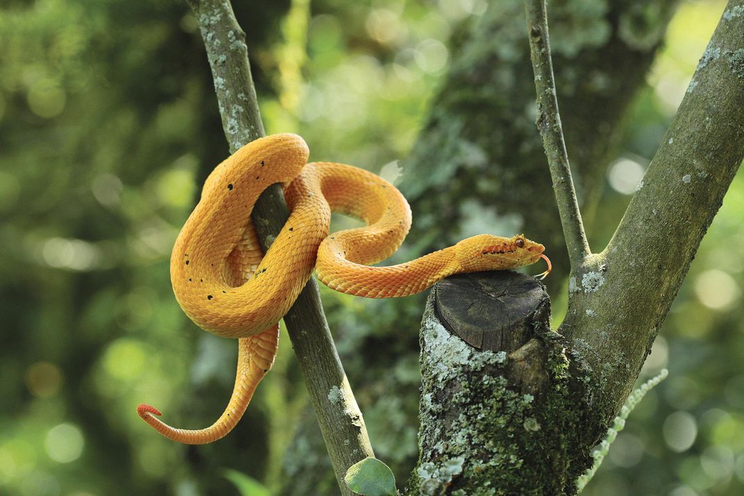 An eyelash viper snake