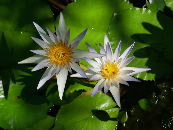 Sun shining on blooming water lilies thumbnail
