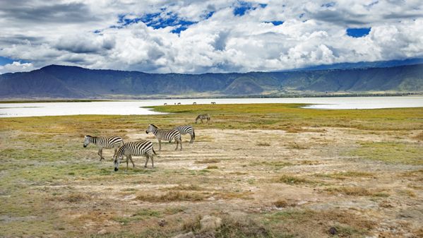 Zebra in Tanzania thumbnail