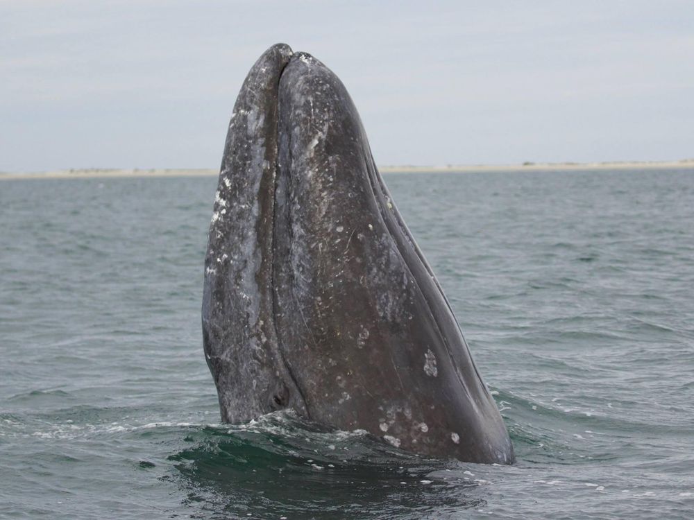 Gray whale