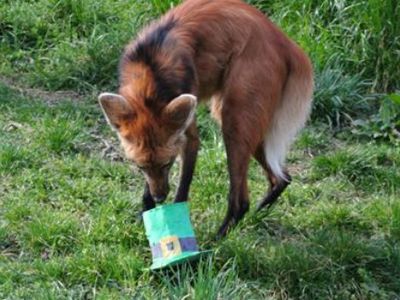A maned wolf enjoys a green treat for Saint Patrick's Day.