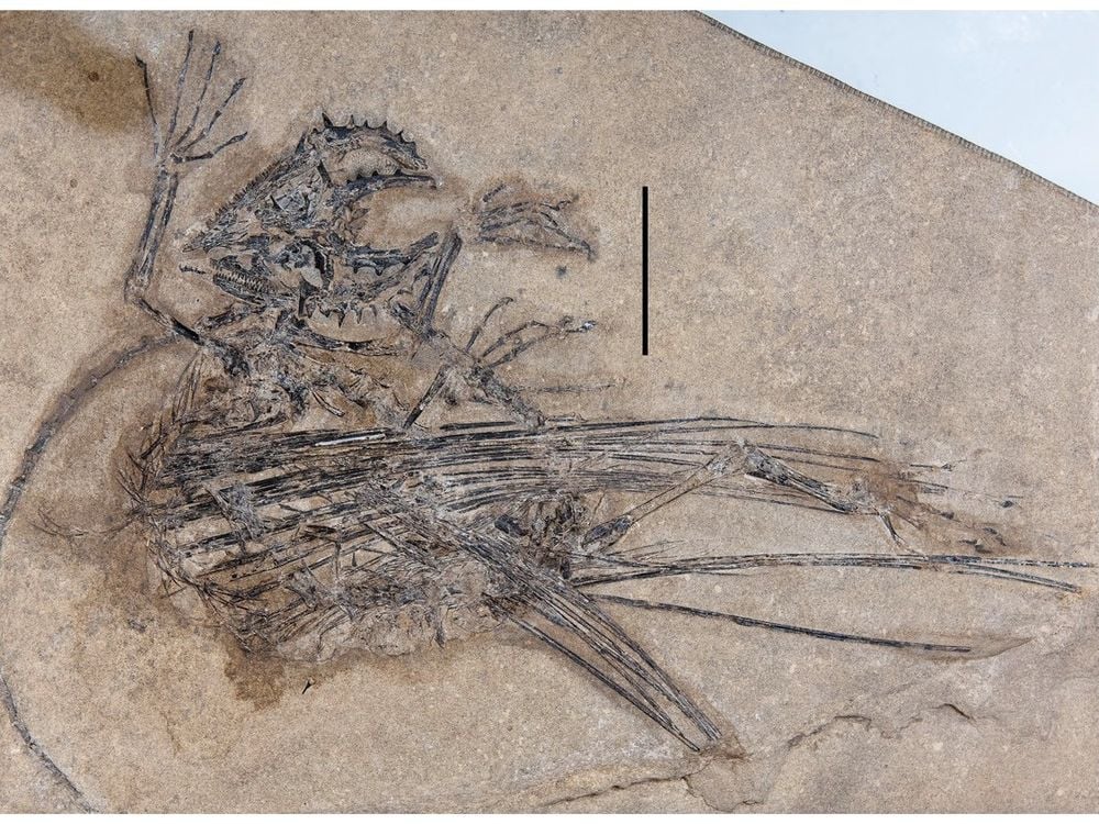 Fossilized weigeltisaurid skeleton on beige background
