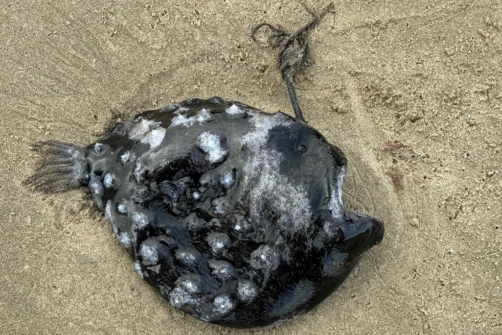 Large black fish with stalk sticking out of forehead on the sand