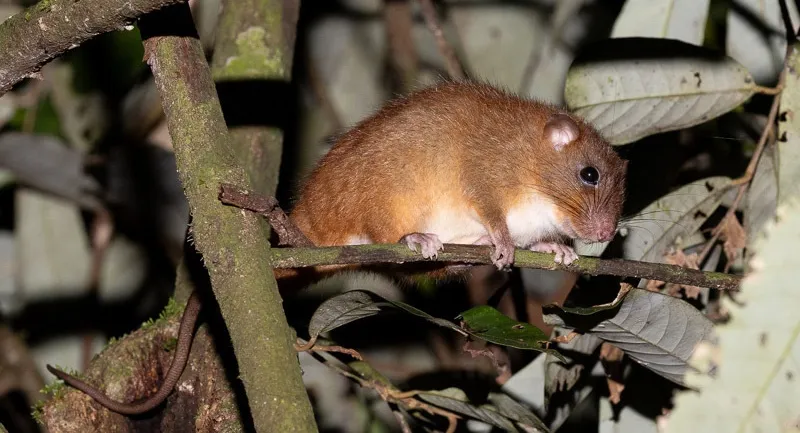 tree_rat_tremarctos.jpg