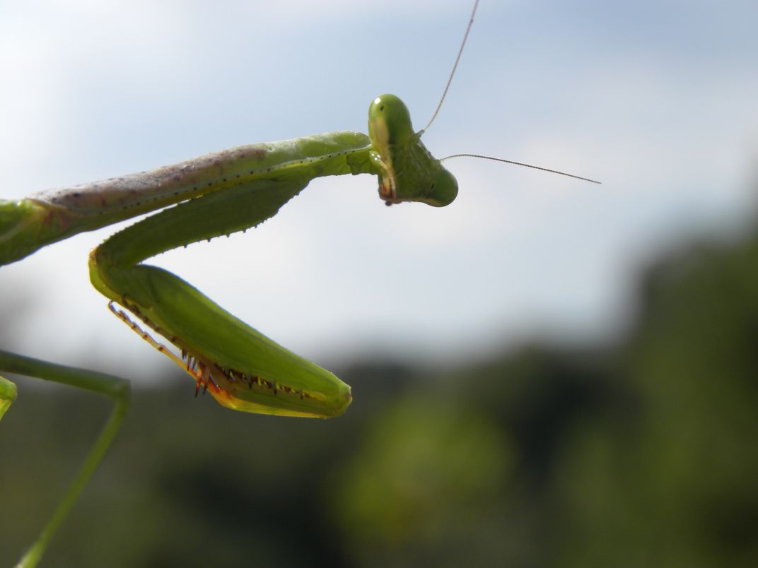 Praying Mantis | Smithsonian Photo Contest | Smithsonian Magazine