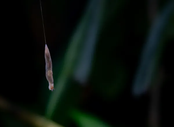 Ambigolimax valentianus hanging by a mucus thread thumbnail