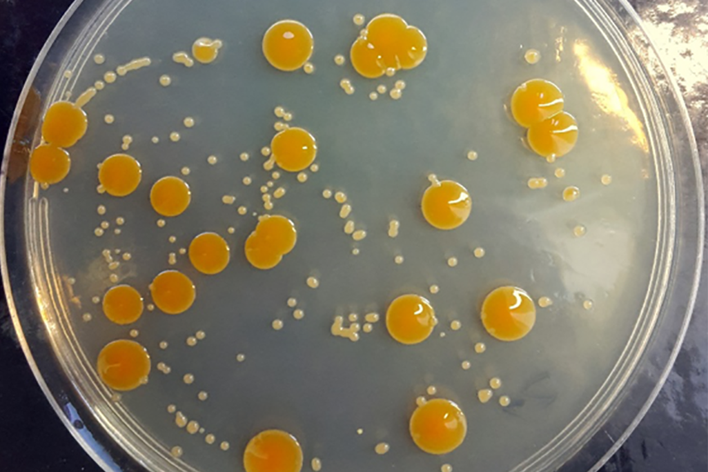 halocryophilus.png