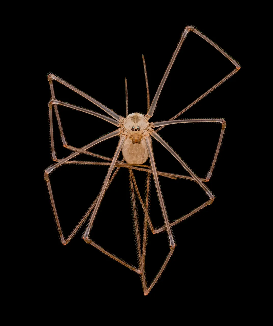 Long-bodied cellar/daddy long-legs spider