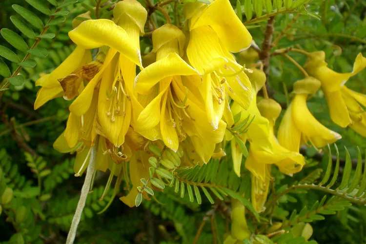 Sophora Toromiro
