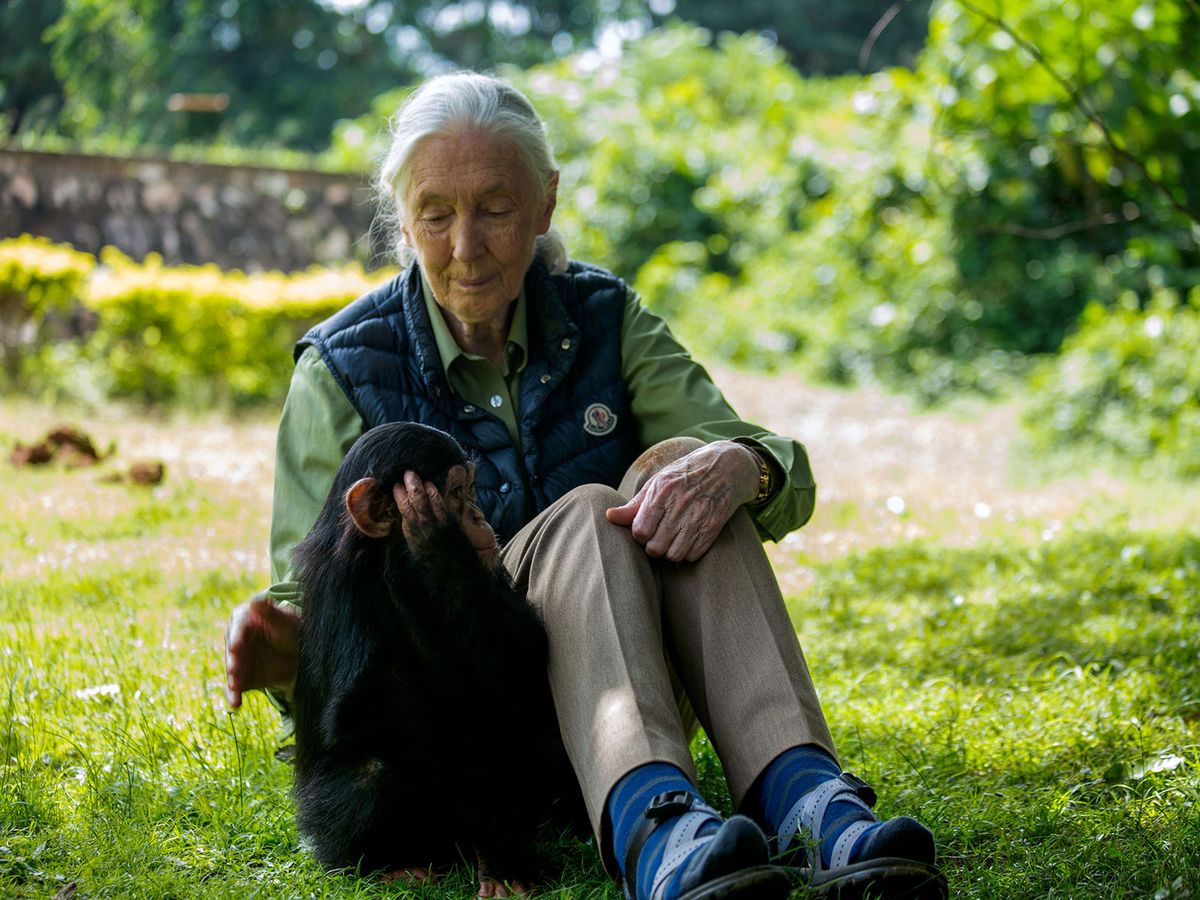 Jane Goodall, Legendary Primatologist and Anthropologist, Dies at 91