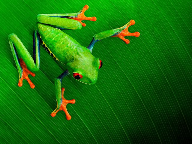A red-eyed treefrog hangs on to a leaf in Costa Rica.