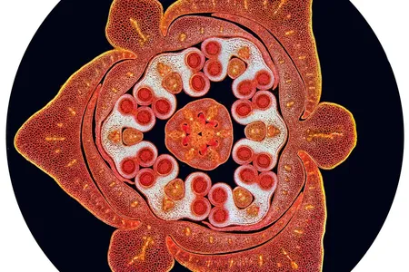 Stained transverse section of a lily flower bud. Darkfield illumination, stitched images.
